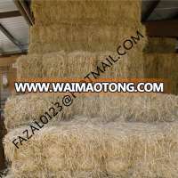 BANGLADESH HIGH QUALITY RICE STRAW / ALFALFA HAY FROM EXPORT TRADE ASSOCIATE WITH CHEAP PRICE