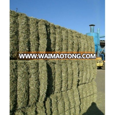 Spain Best Quality Animal Feed Dehydrated Ryegrass