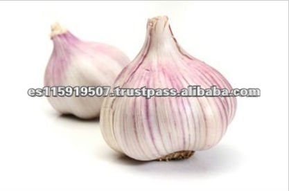 Spain Best Quality Vegetables Fresh Garlic