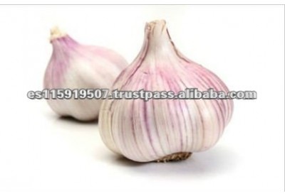 Spain Best Quality Vegetables Fresh Garlic