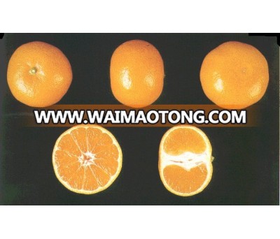 CITRUS MANDARIN TREE